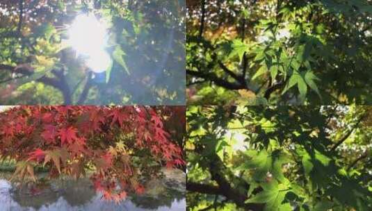 小河边逆光中的树枝树叶高清在线视频素材下载