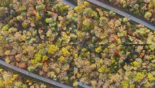 航拍东北秋季树林与道路交通汽车高清在线视频素材下载