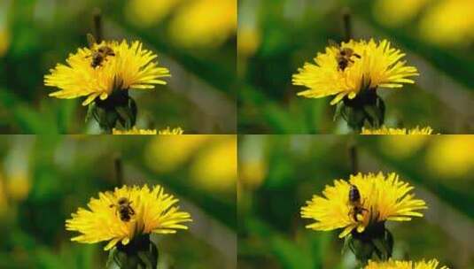 微距特效在小黄花上采蜜的蜜蜂高清在线视频素材下载