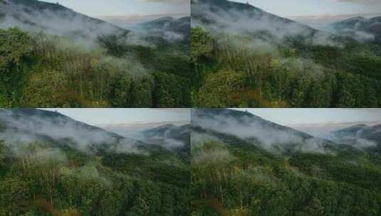 云南普洱山区雾气笼罩万亩橡胶林高清在线视频素材下载