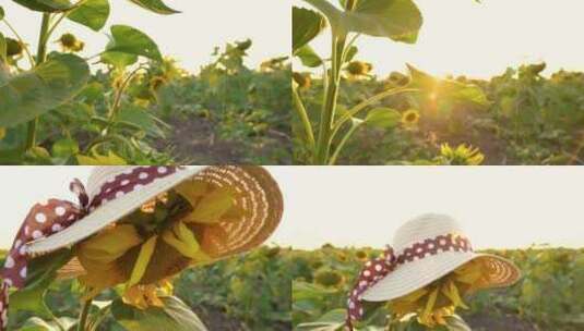 田野里的向日葵 向日葵头上的帽子高清在线视频素材下载