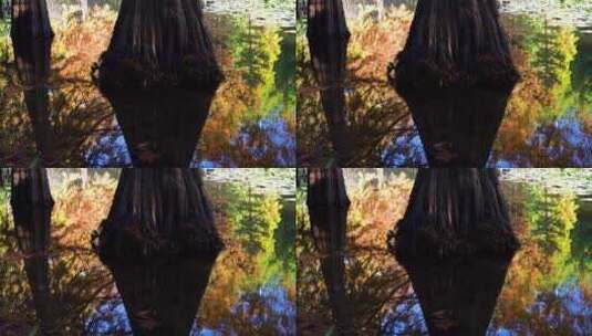 秋天落羽杉森林在水中五彩斑斓的倒影高清在线视频素材下载