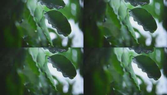 下雨天的树叶高清在线视频素材下载