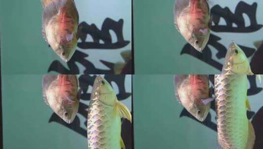  观赏鱼 宠物鱼高清在线视频素材下载