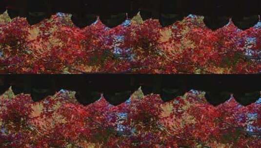 夕阳下落蒲亭的红枫高清在线视频素材下载
