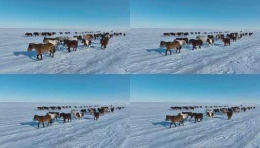 航拍呼伦贝尔冬季草原马群-110高清在线视频素材下载
