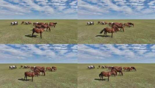 航拍呼伦贝尔秋天的草原马群406高清在线视频素材下载