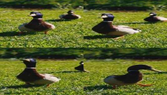 鸭子在草地活动高清在线视频素材下载