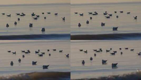 清晨一群海鸥在海面上高清在线视频素材下载