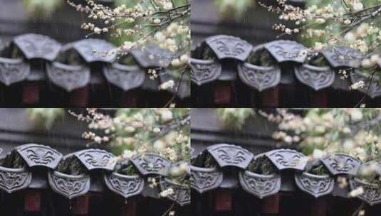 屋檐旁挂着雨滴的梅花特写高清在线视频素材下载