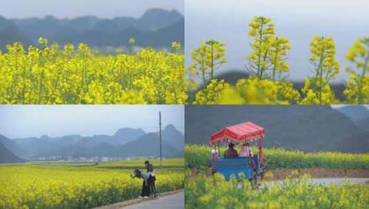 油菜花海 游客游玩高清在线视频素材下载