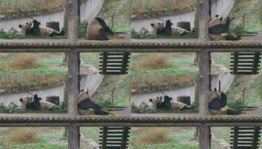 大熊猫熊猫进食吃竹子高清在线视频素材下载