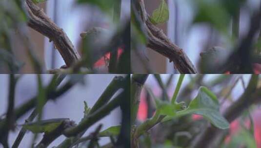植物叶子特写自然盆栽4K视频素材高清在线视频素材下载