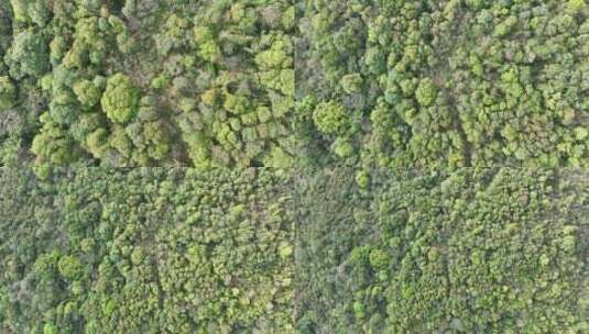 树林航拍树木森林绿色植物原始生态环境景观高清在线视频素材下载