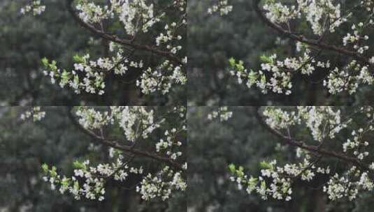 春雨绵绵唯美樱花花瓣随风飘落高清在线视频素材下载