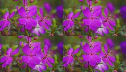紫色花开高清在线视频素材下载