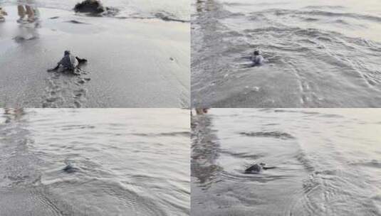 贝里东岛海滩上爬行的小圆头海龟高清在线视频素材下载