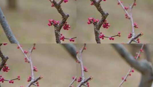 春天红色碧桃花苞花蕾含苞待放特写高清在线视频素材下载