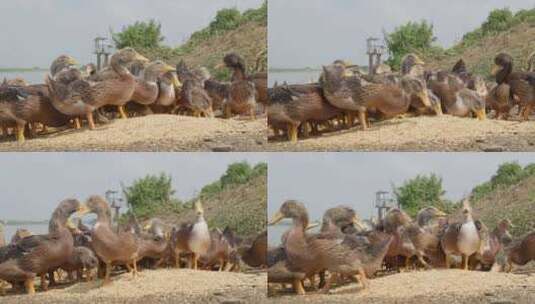 农村天然喂养散养土鸭子老鸭高清在线视频素材下载