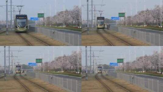清晨苏州樱花大道樱花盛开行使的有轨电车高清在线视频素材下载