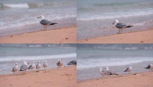 海滩沙滩上的海鸥高清在线视频素材下载