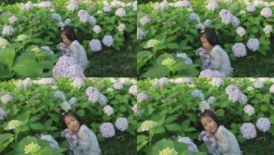 可爱小女孩在公园赏花 绣球花海高清在线视频素材下载