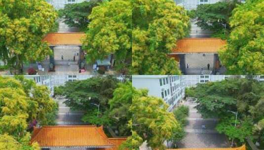 海南三亚城市街道、校园里盛开的黄色紫檀花高清在线视频素材下载