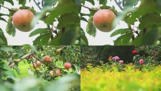 大片果园苹果园苹果树苹果种植 水果种植高清在线视频素材下载