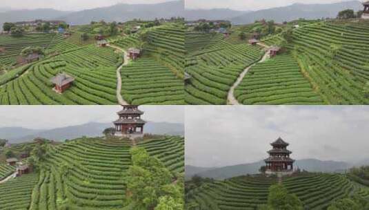 广西柳州仙人山布央茶园航拍高清在线视频素材下载