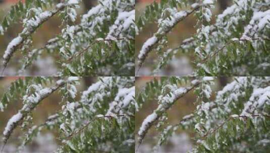 城市的第一场雪——寒冷的秋天高清在线视频素材下载