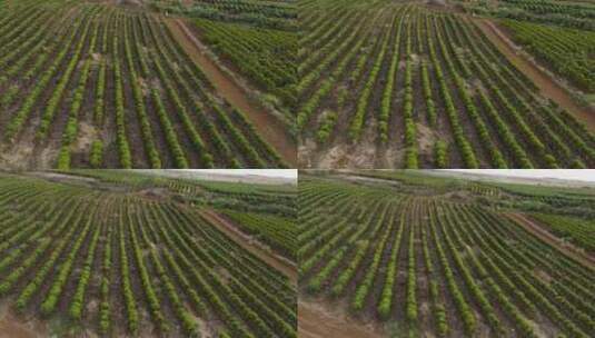 美国夏威夷西毛伊岛咖啡农场的一排排树。左高清在线视频素材下载
