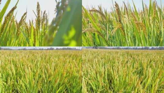 水稻农作物大米稻田高清在线视频素材下载