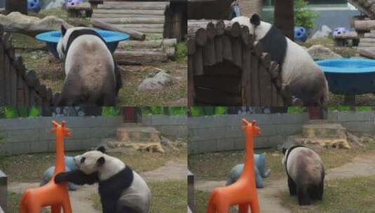 大熊猫美灵动物园玩耍实拍高清在线视频素材下载