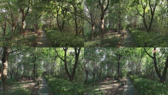 夏天阳光茂密的树林高清在线视频素材下载