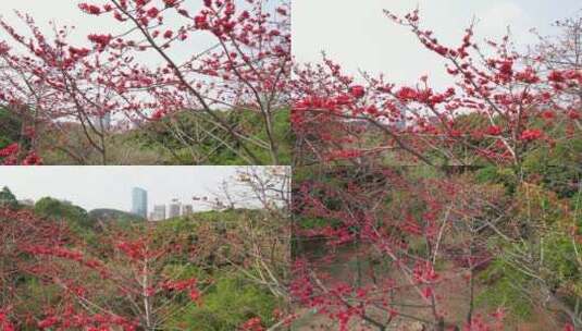 广东木棉花盛开航拍高清在线视频素材下载