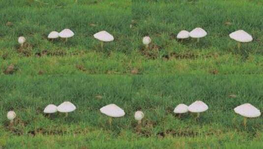 绿色草地上的白色蘑菇特写高清在线视频素材下载