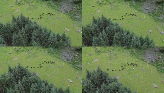 一群牦牛在草原上吃草航拍高清在线视频素材下载