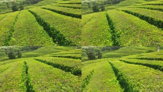 种植园，梯田，茶，绿色高清在线视频素材下载