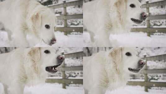 狗，吃，雪，寻回犬高清在线视频素材下载