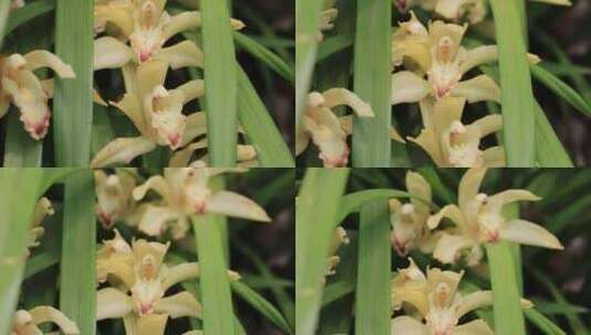 雨后兰花特写虎头兰花朵露水春天高清在线视频素材下载