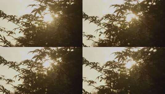 黄昏夕阳穿过枫叶光斑闪烁01高清在线视频素材下载