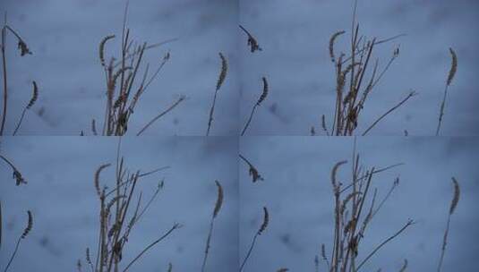 冬天 冬季 寒冷 凄凉 冷漠高清在线视频素材下载