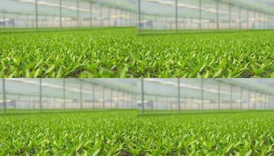 温室大棚内的绿色蔬菜种植高清在线视频素材下载
