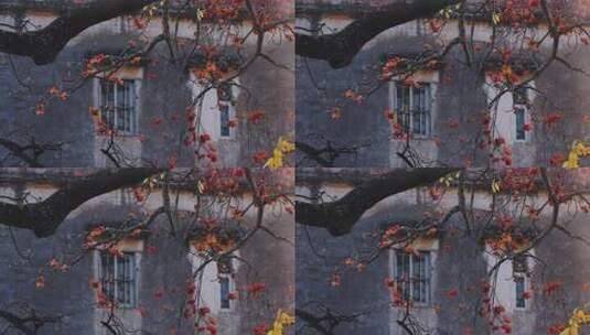 唯美意境岭南特色旧房子窗外红花绿叶春天高清在线视频素材下载