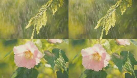 阳光下的小雨打在植物上高清在线视频素材下载