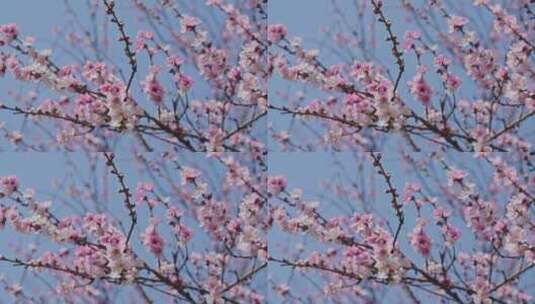桃花枝叶空镜高清在线视频素材下载