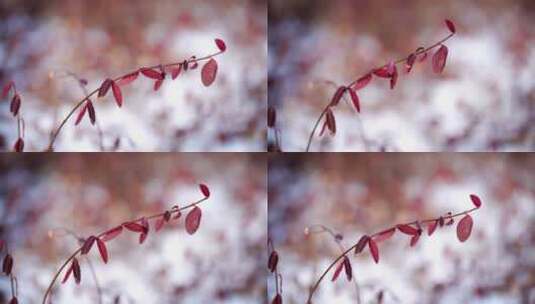 4K植物特写初雪绿化带的红叶子高清在线视频素材下载