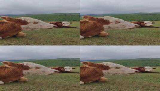 丽江草原吃草的牛高清在线视频素材下载