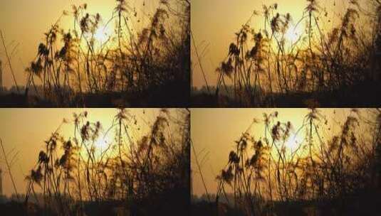 4K夕阳太阳照射下的芦苇摆动高清在线视频素材下载