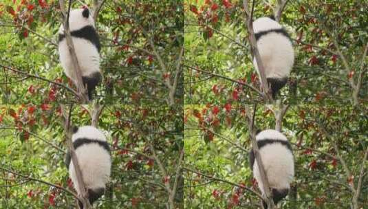 可爱顽皮的大熊猫幼稚树上玩耍高清在线视频素材下载